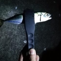 気合いのショアジギ