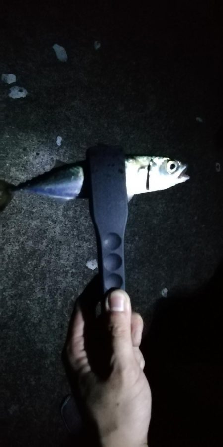 気合いのショアジギ