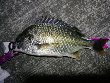 南港ヘチ釣行 （8/11 あれ？台風は？南…