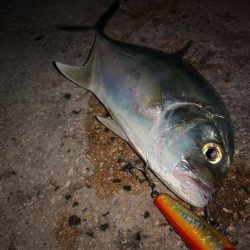台風明けやっと釣れました