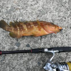 ロックフィッシュ