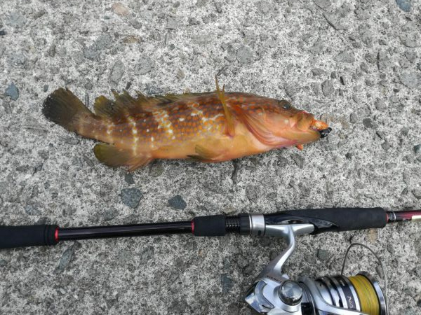 ロックフィッシュ