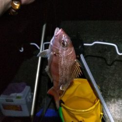 白杉にて投げ釣り（夜釣り）