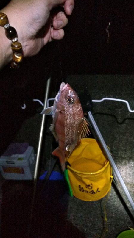 白杉にて投げ釣り（夜釣り）