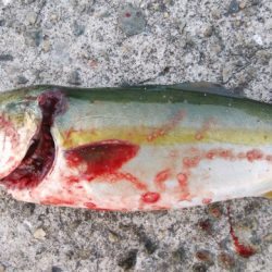 今日もハマチサイズ求めて