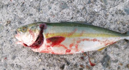 今日もハマチサイズ求めて