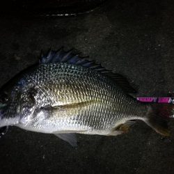南港ヘチ釣行 (8/14 台風が来るぞ!強風の南港ヘチ。。キビレチヌ47cm、ガシラ釣果有り)