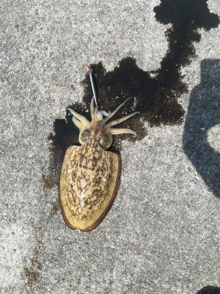 青物調査のはずが