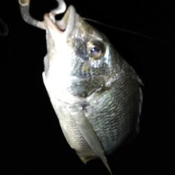 台風が収まってからの荒食い