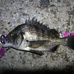 南港ヘチ釣行 （8/17 台風後の南港ヘチ。。真チヌ46cm、キビレチヌ 釣果有り）