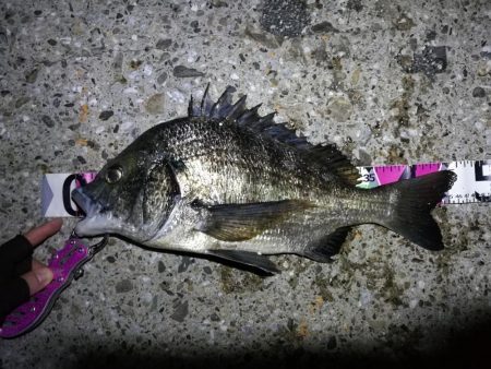 南港ヘチ釣行 （8/17 台風後の南港ヘチ…