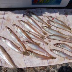 ２日続け好釣果でした