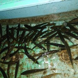 ボートアジング