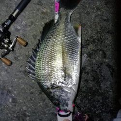 南港ヘチ釣行 （8/18 お盆最終日の南港ヘチ。。キビレチヌ45.5cm、真チヌ、ガシラ 釣果有り）