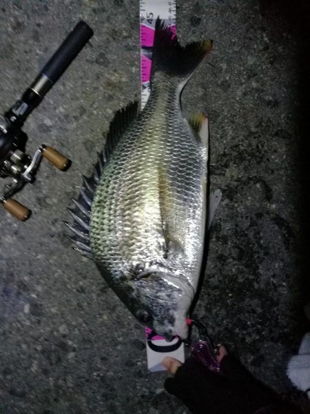 南港ヘチ釣行 （8/18 お盆最終日の南港ヘチ。。キビレチヌ45.5cm、真チヌ、ガシラ 釣果有り）