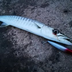 久しぶりのバラクーダ