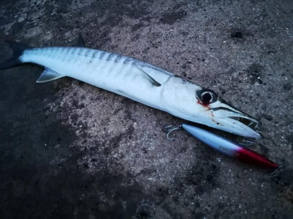 久しぶりのバラクーダ