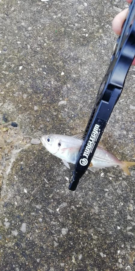 台風後のショアジギ