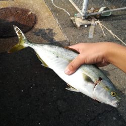 南港某所で35cmツバス？ハマチ？1匹