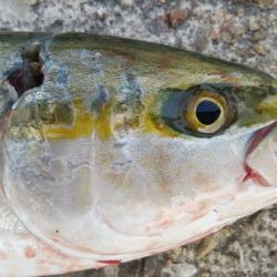 ツバッシング＆タチウオを