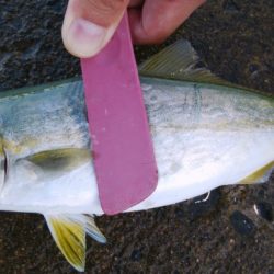 出勤前にツバッシング