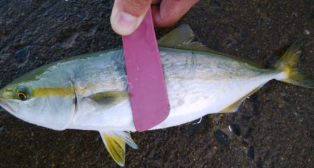 出勤前にツバッシング