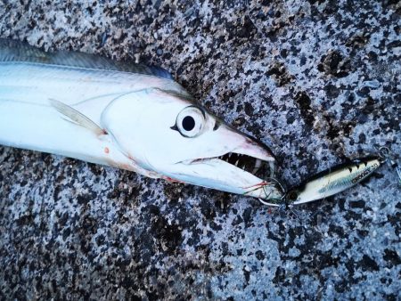 西表島ではレアな太刀魚です。