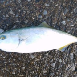 サバング＆ツバッシング