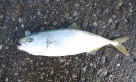 サバング＆ツバッシング