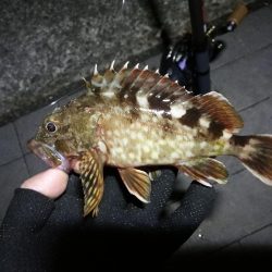 南港ヘチ釣行 (8/21 久々のコスモでヘチ釣り、マダコ、ガシラ釣果有り)