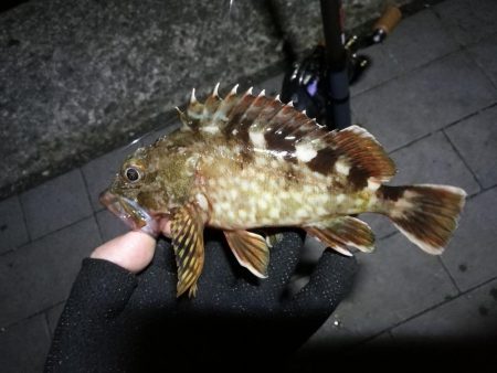 南港ヘチ釣行 （8/21 久々のコスモでヘ…