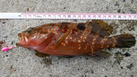 投げ釣りとショアジギングでアコウ