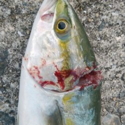 ツバッシング＆タチウオ調査