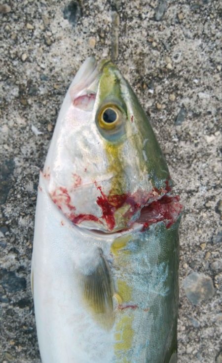 ツバッシング＆タチウオ調査