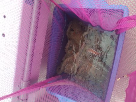 シーズン終盤の船タコ釣り