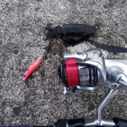 アオリイカ調査