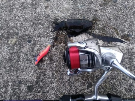 アオリイカ調査