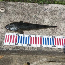 マゴチ＆エギング