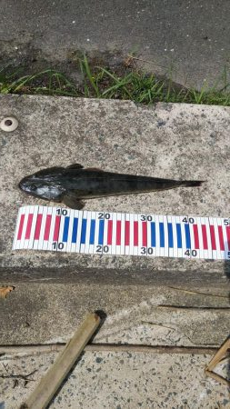 マゴチ＆エギング