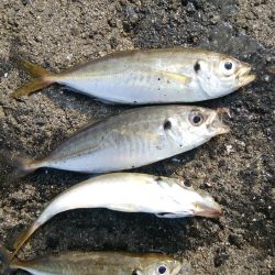 今日はまったり釣行