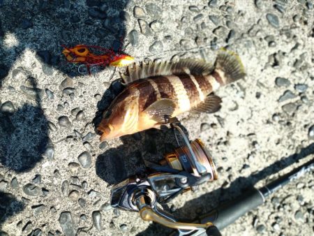 尾鷲港で遊びました