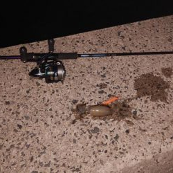 ナイトエギング