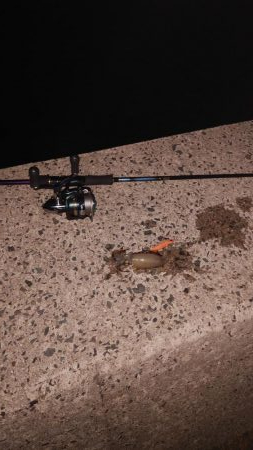 ナイトエギング