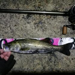 【釣り】南港ヘチ釣行 (8/29 天候不安定の南港ヘチ。。ガシラ、シーバス 釣果有り)