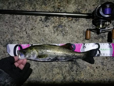 【釣り】南港ヘチ釣行 (8/29 天候不安定の南港ヘチ。。ガシラ、シーバス 釣果有り)