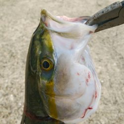 肉の日フィッシング