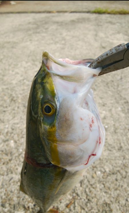 肉の日フィッシング