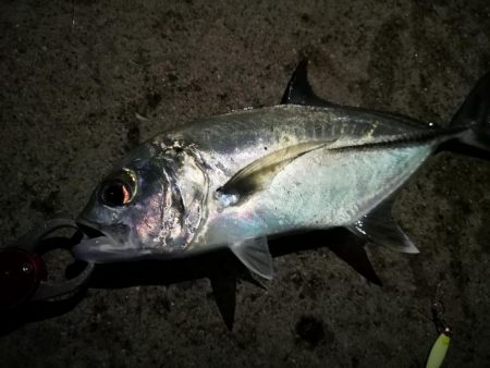 西表島、上原港ギンガメアジ