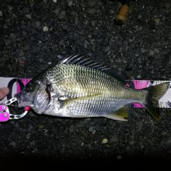 南港ヘチ釣行 (8/31 降ったり止んだりの南港ヘチ キビレチヌ、ガシラ 釣果有り)