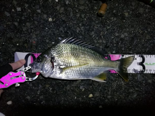 南港ヘチ釣行 （8/31 降ったり止んだり…